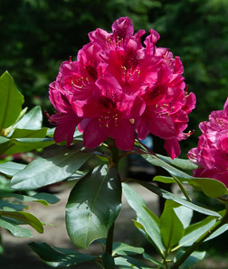 Rhododendron maximum (great rhododendron, great laurel, rosebay rhododendron, American rhododendron, big rhododendron)