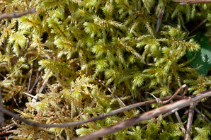 Rhytidiadelphus triquetrus (rough goose neck moss, electrified cat tail moss)
