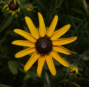 Rudbeckia hirta (black-eyed Susan, blackeyed Susan)