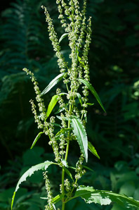 Rumex obtusifolius (bitter dock, broad-leaved dock)