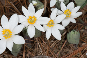 Sanguinaria canadensis (bloodroot)