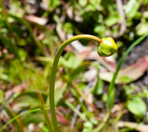 Sarracenia flava (yellow pitcher plant, yellow trumpet, yellow pitcherplant)
