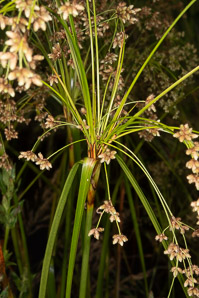 Scirpus cyperinus (brown woolly sedge, cottongrass bulrush, woolgrass, wool grass, common woolsedge)