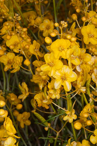 Senna armata (spiny senna, desert senna, desertsenna)