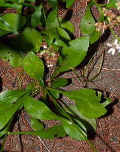 Sericocarpus asteroides (toothed white-topped aster, toothed whitetop aster)