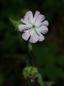 Silene latifolia (bladder campion)