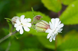 Silene latifolia (bladder campion)