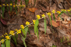 Solidago caesia (wreath goldenrod, blue-stemmed goldenrod, early goldenrod)