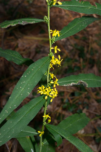 Solidago caesia (wreath goldenrod, blue-stemmed goldenrod, early goldenrod)