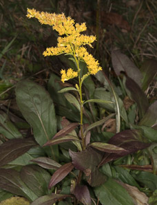 Solidago juncea (early goldenrod)