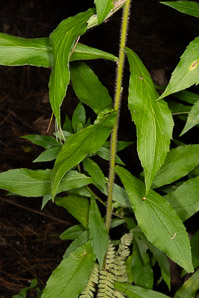 Solidago rugosa (rough-stemmed goldenrod, wrinkleleaf goldenrod)