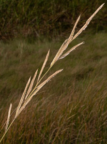 Spartina pectinata (prairie cordgrass)