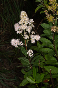 Spiraea alba (meadowsweet, white meadowsweet)