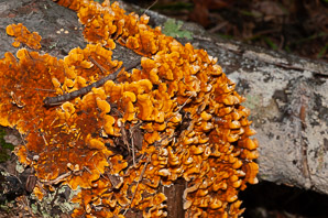 Stereum complicatum (orange crust fungus)