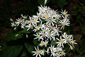 Symphyotrichum cordifolium (heart-leaved aster, broad-leaved aster, common blue wood aster)