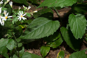 Symphyotrichum cordifolium (heart-leaved aster, broad-leaved aster, common blue wood aster)