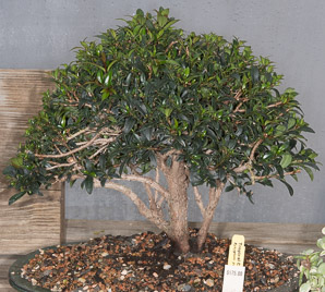Syzygium paniculatum (tropical cherry eugenia, magenta lilly pilly, magenta cherry, brush cherry)