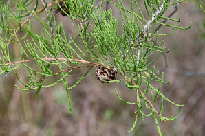 Taxodium ascendens (pond cypress, pondcypress)