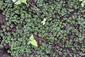 Tiquilia galapagoa (gray matplant, tiquilla)
