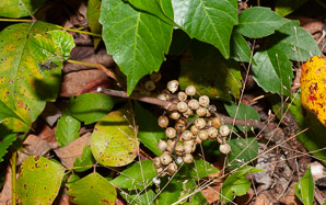 Toxicodendron radicans (poison ivy, Eastern poison ivy)