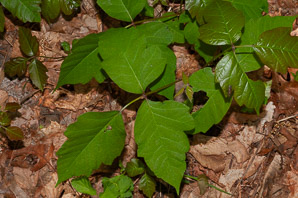 Toxicodendron radicans (poison ivy, Eastern poison ivy)