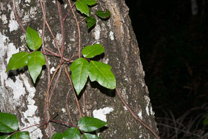 Toxicodendron radicans (poison ivy, Eastern poison ivy)