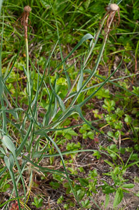 Tragopogon dubius (yellow goatsbeard, yellow salsify, western salsify, western goat’s-beard, wild oysterplant, yellow goat’s beard, goat’s beard, goatsbeard, common salsify, salsify)