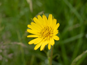 Tragopogon pratensis (meadow salsify, jack-go-to-bed-at-noon, showy goat’s-beard, meadow goat’s-beard, meadow goat’s beard)