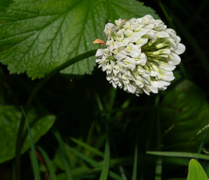 Trifolium repens (white clover)