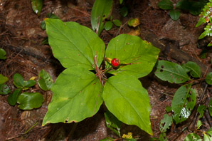 Trillium L. (trillium)