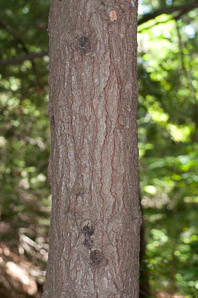 Tsuga caroliniana (Carolina hemlock)