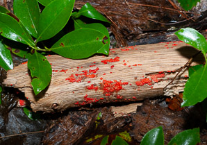 Tubifera ferruginosa (raspberry slime mold, red raspberry slime mold)