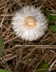 Tussilago farfara (coltsfoot, ass’s foot, bull’s foot, butterbur, coughwort, farfara, foal’s foot, foalswort, horse foot, winter heliotrope)