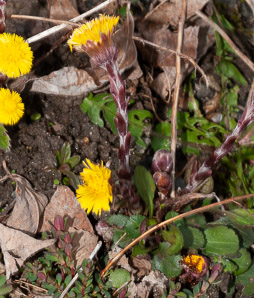 Tussilago farfara (coltsfoot, ass’s foot, bull’s foot, butterbur, coughwort, farfara, foal’s foot, foalswort, horse foot, winter heliotrope)