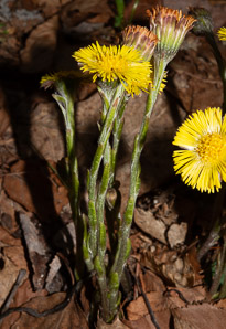 Tussilago farfara (coltsfoot, ass’s foot, bull’s foot, butterbur, coughwort, farfara, foal’s foot, foalswort, horse foot, winter heliotrope)