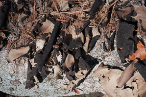 Umbilicaria mammulata (smooth rock tripe, navel lichen)