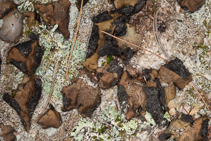 Umbilicaria mammulata (smooth rock tripe, navel lichen)