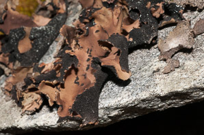 Umbilicaria mammulata (smooth rock tripe, navel lichen)