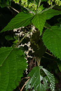 Urtica dioica (stinging nettle, common nettle, California nettle)