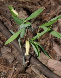 Uvularia sessilifolia (sessile bellwort, wild oats, sessile-leaved bellwort, sessileleaf bellwort)