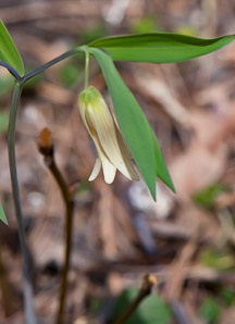 Uvularia sessilifolia (sessile bellwort, wild oats, sessile-leaved bellwort, sessileleaf bellwort)