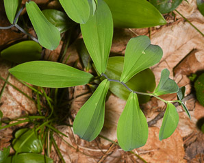 Uvularia sessilifolia (sessile bellwort, wild oats, sessile-leaved bellwort, sessileleaf bellwort)