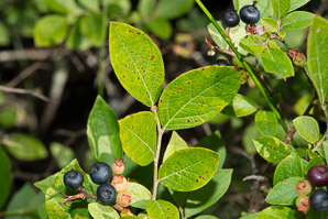 Vaccinium fuscatum (black highbush blueberry)