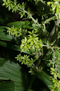 Veratrum viride (false hellebore, green false hellebore, Indian poke, American hellebore)