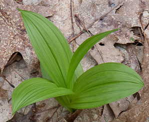 Veratrum viride (false hellebore, green false hellebore, Indian poke, American hellebore)