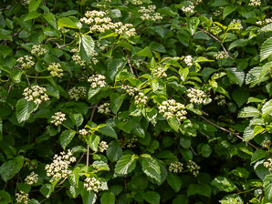 Viburnum dentatum (arrowwood, southern arrowwood)