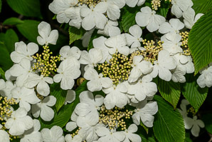 Viburnum plicatum (Japanese snowball)