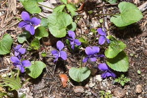 Viola sororia (common blue violet, woolly blue violet, common wood violet, broad-leaved wood violet)
