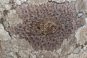 Viridothelium virens