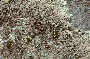 Xanthoparmelia cumberlandia (Cumberland xanthoparmelia lichen)
